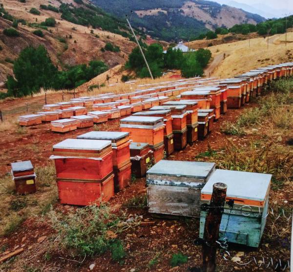 Bienenstöcke in der Türkei